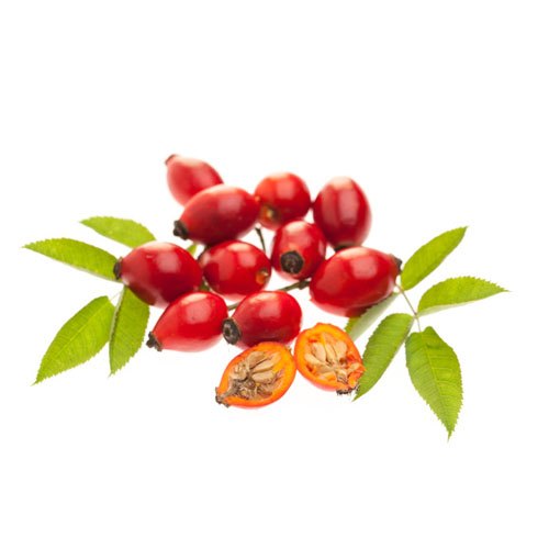 Шиповник коричный